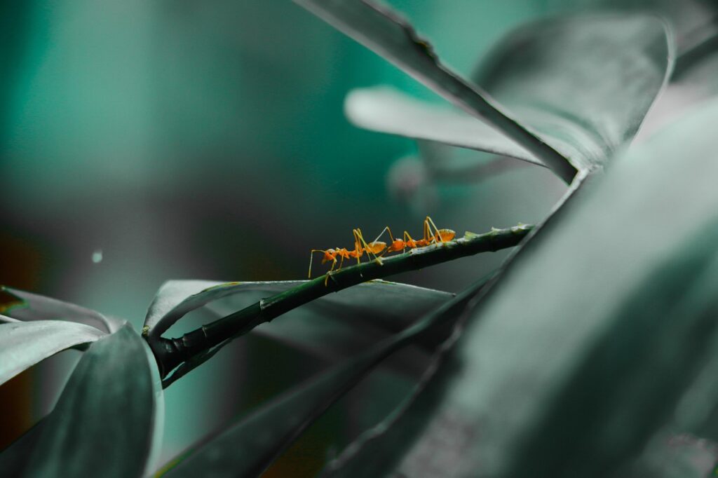 ant, insect, leaves, green, forest, nature